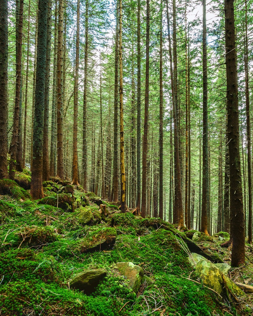 Tranquil forest representing environmental sustainability