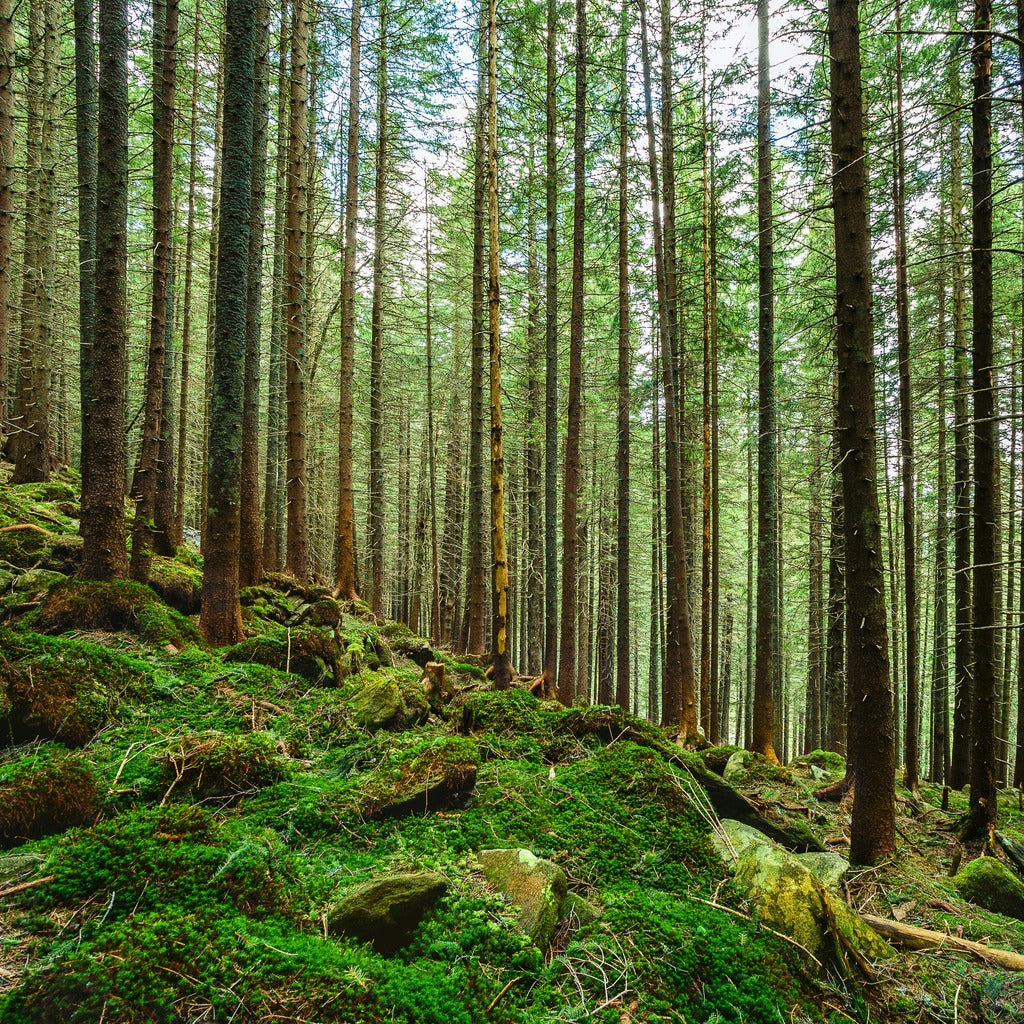 Tranquil forest representing environmental sustainability